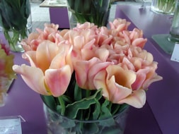Apricot Amor